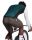 Assos MILLE GT Wind Vest S11